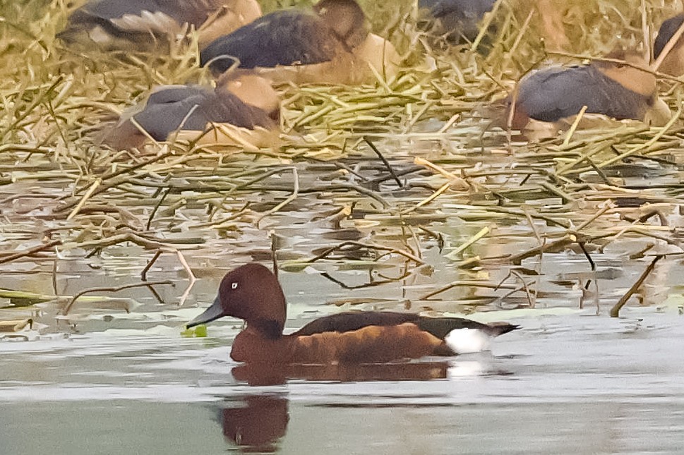 Porrón Pardo - ML647511681