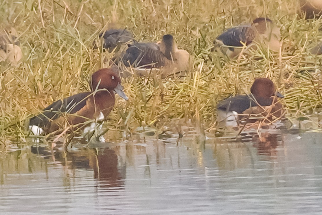 Porrón Pardo - ML647511682