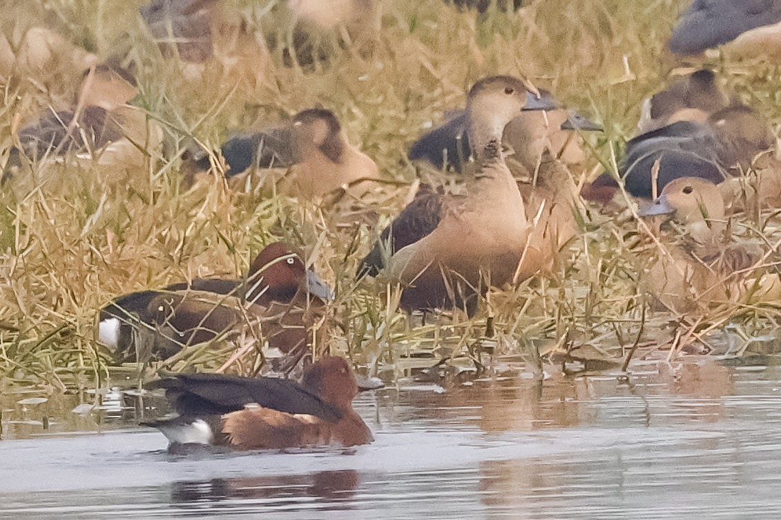 Porrón Pardo - ML647511683