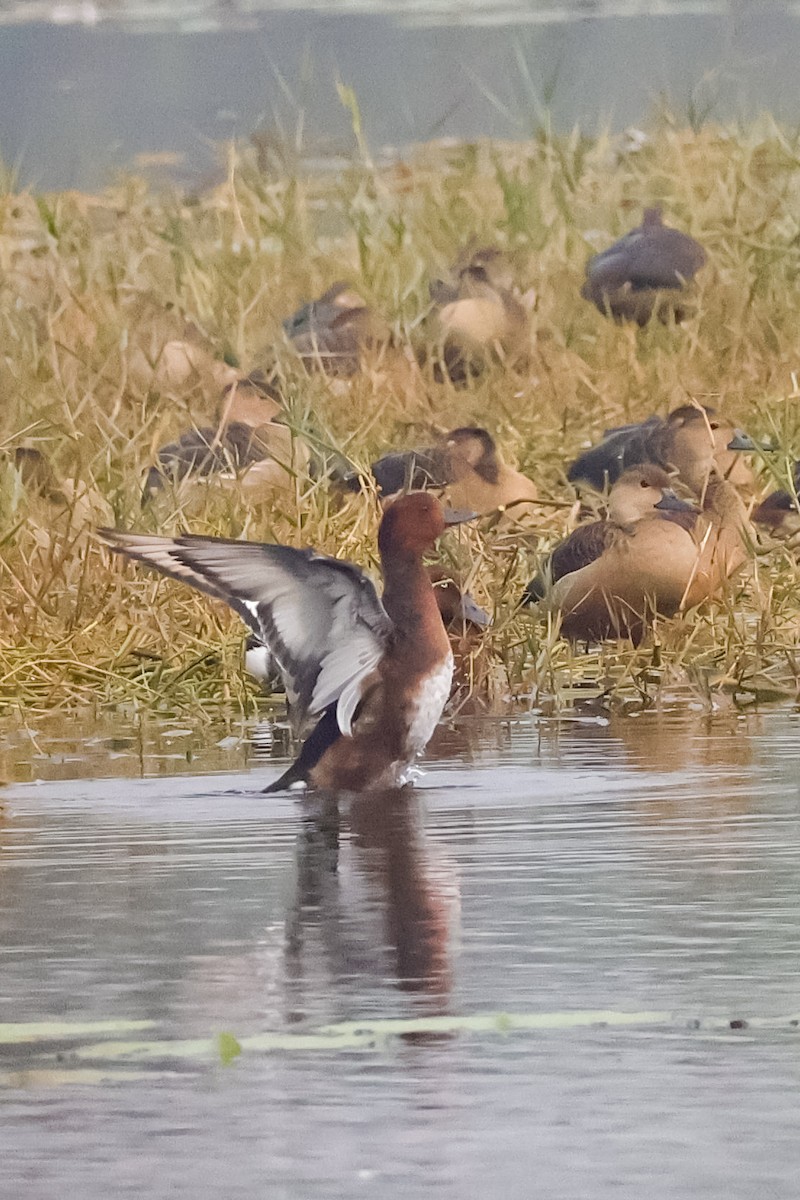 Porrón Pardo - ML647511684