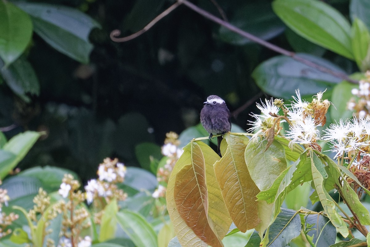 Mosquero Colilargo - ML647511685