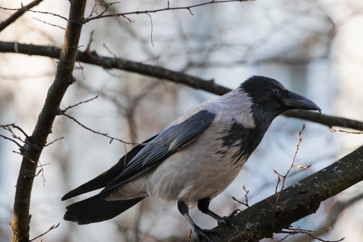 Corneja Cenicienta - ML647511688