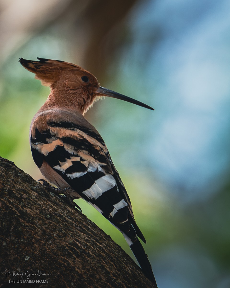 Abubilla Común - ML647511689