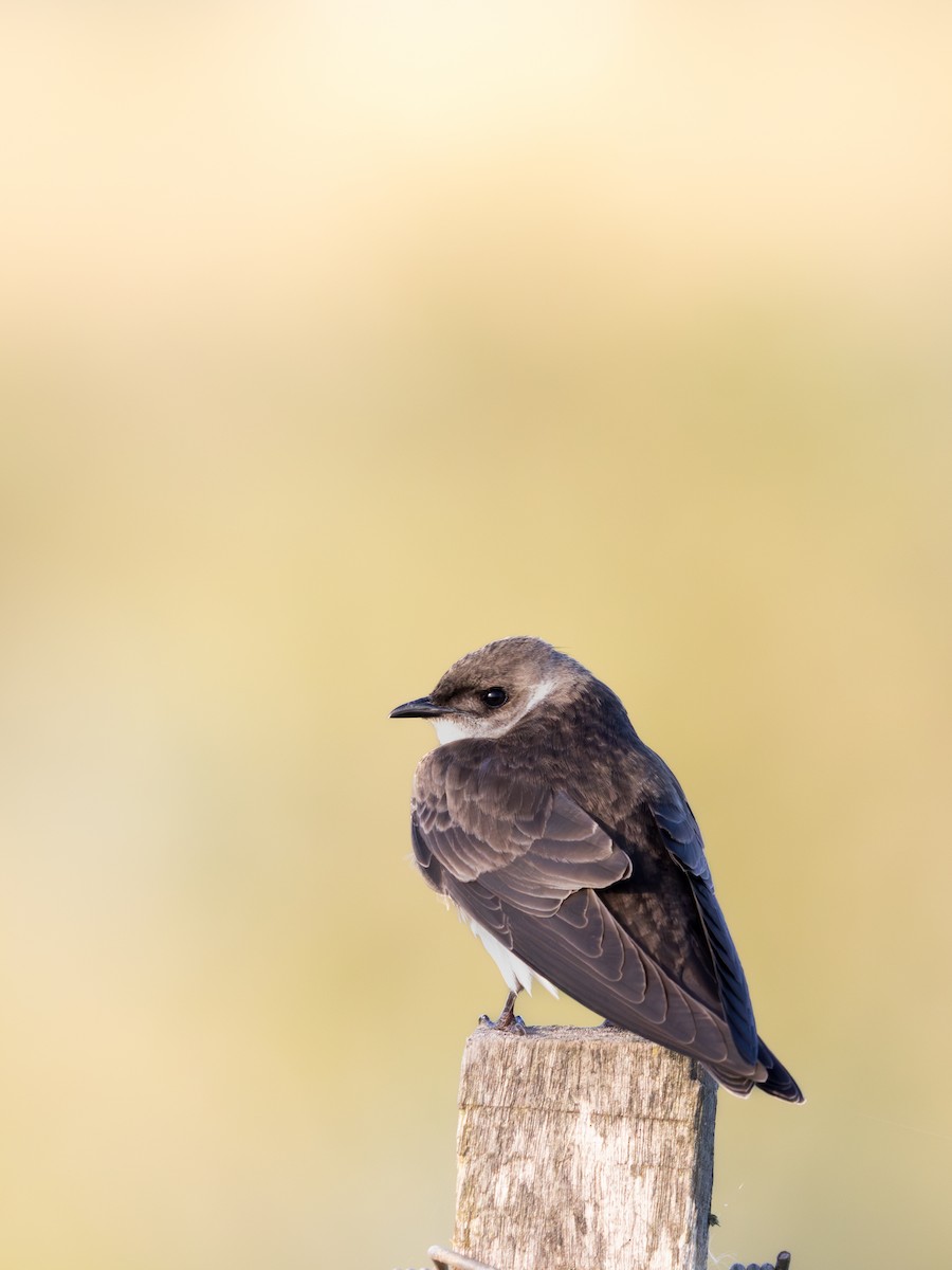 Golondrina Parda - ML647511691