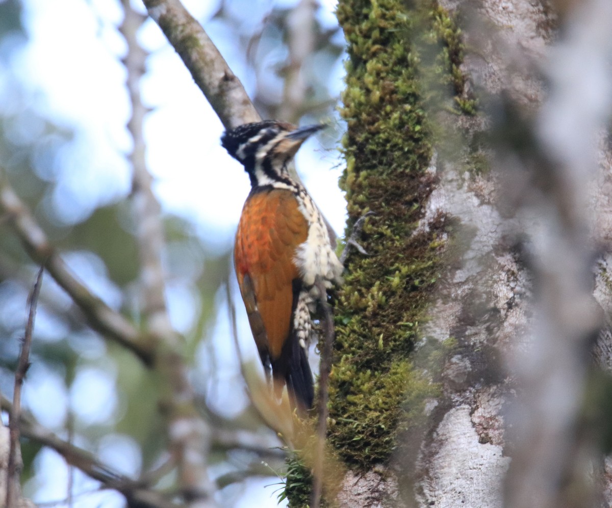 Pito Culirrojo de Java - ML647511694