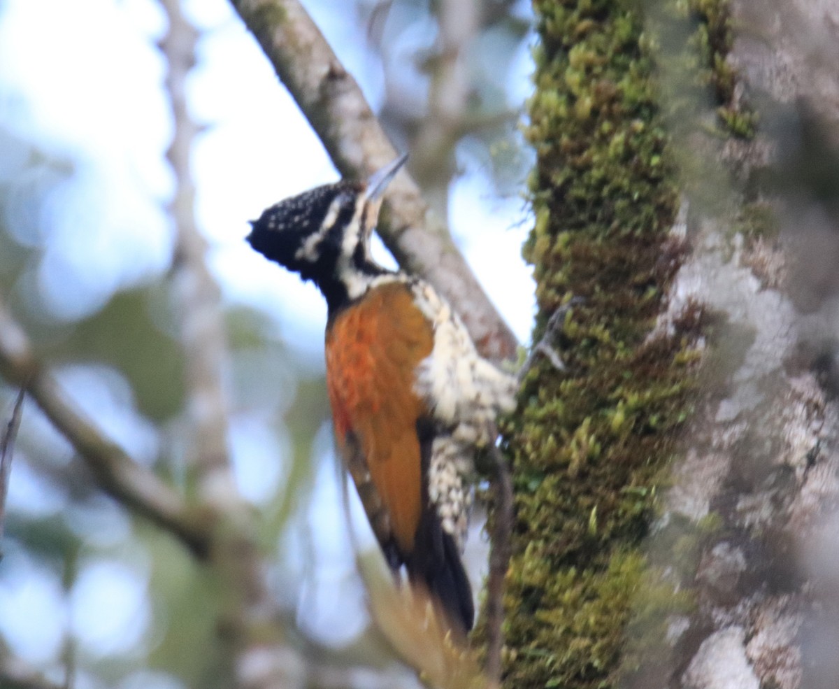 Pito Culirrojo de Java - ML647511695