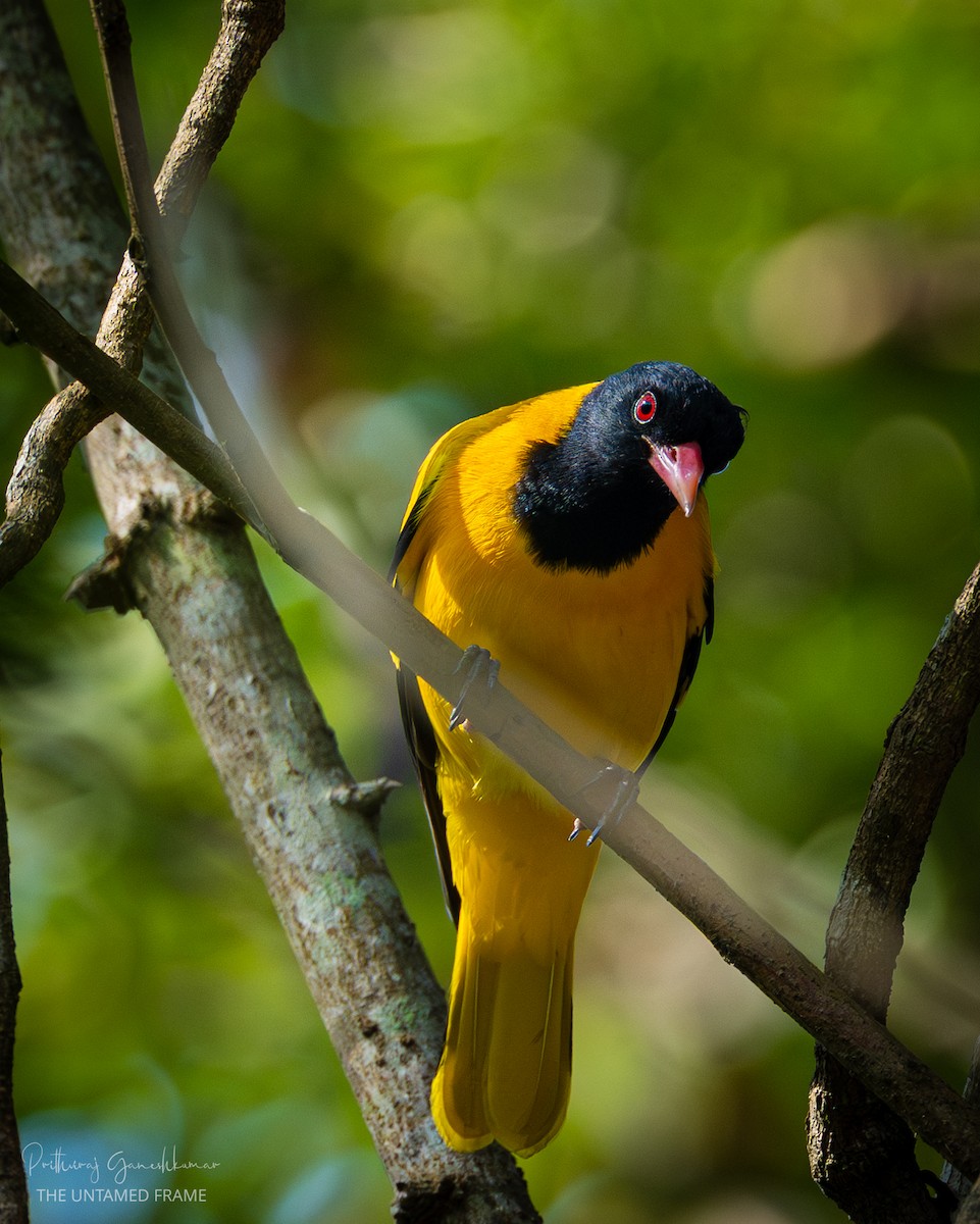 Oropéndola Encapuchada - ML647511698