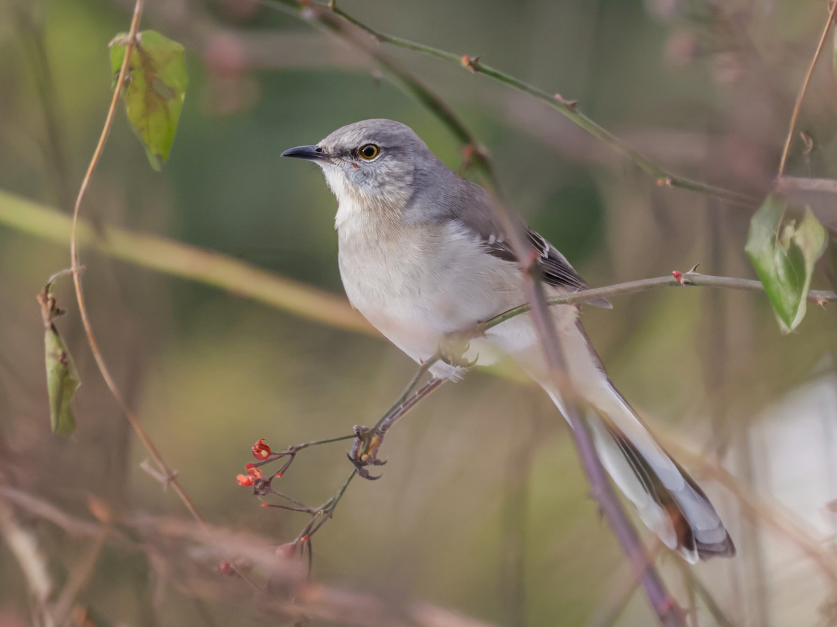 Sinsonte Norteño - ML647511699