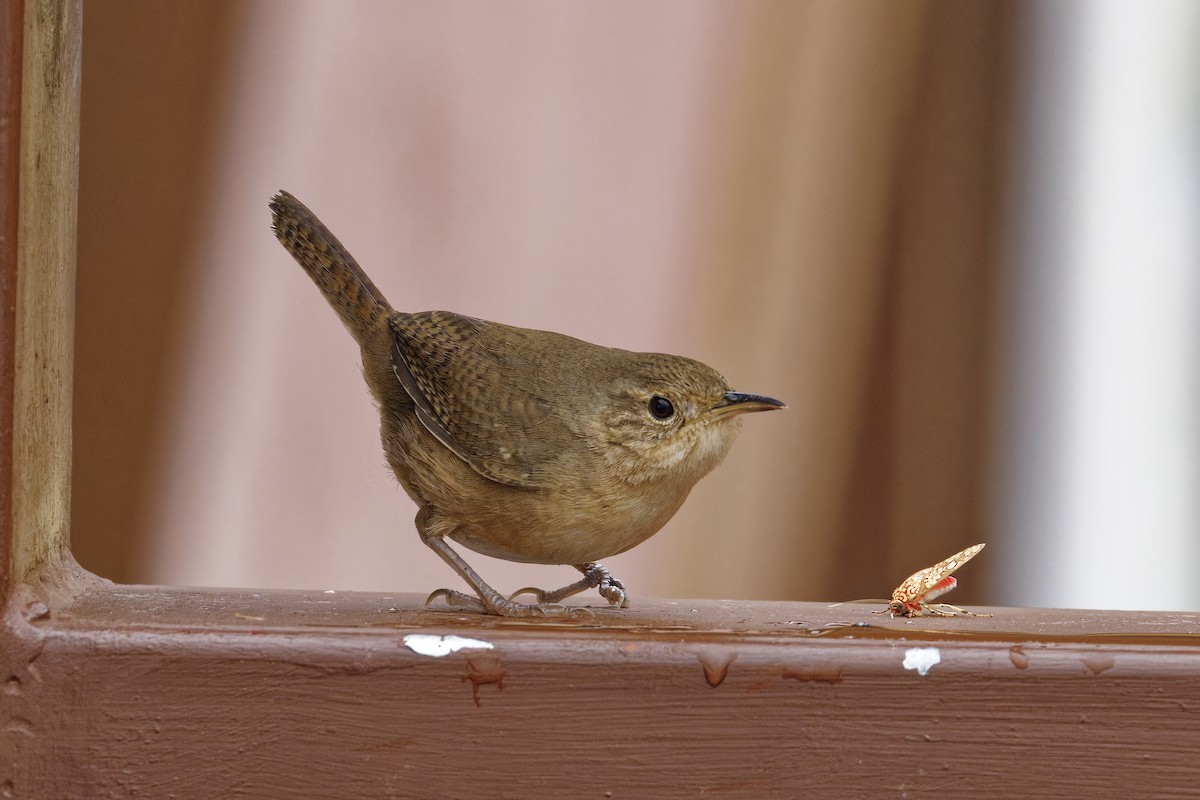 Southern House Wren - ML647511711