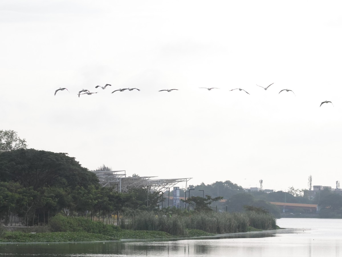 Hint Pelikanı - ML647511716