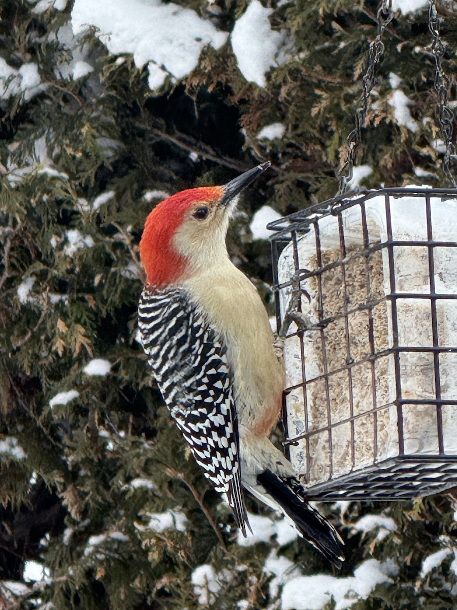 Kızılca Karınlı Ağaçkakan - ML647511722