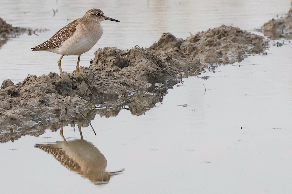 Wood Sandpiper - ML647511726