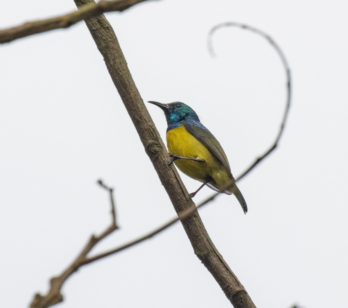 strdimil obojkový - ML647511732