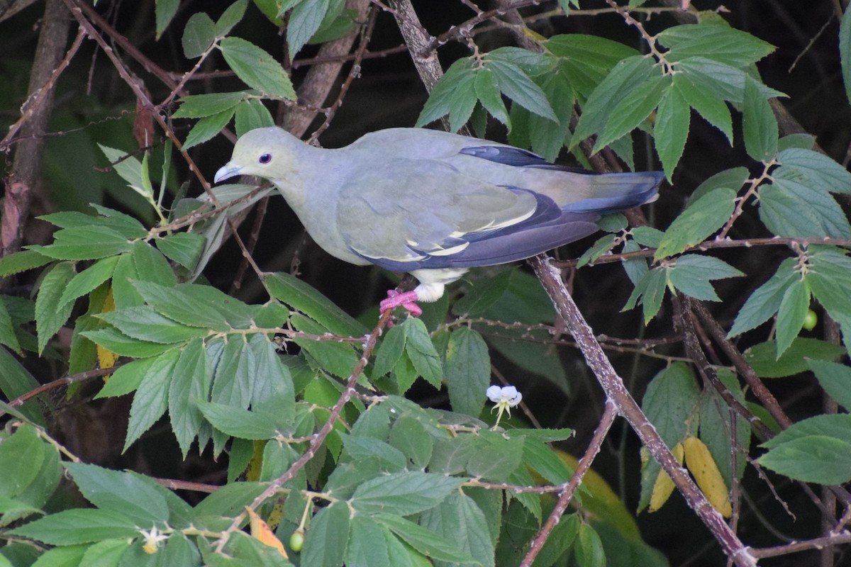 Pink-necked Green-Pigeon - ML647511754