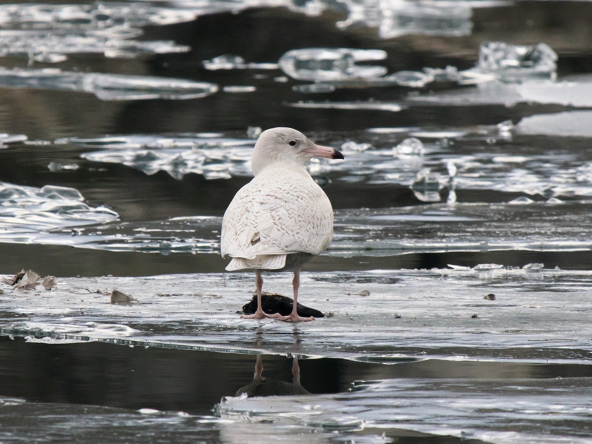 Gavión Hiperbóreo - ML647511755