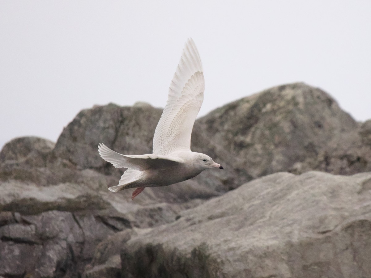 Gavión Hiperbóreo - ML647511756