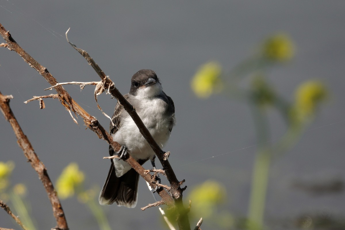 Tyran tritri - ML647511765