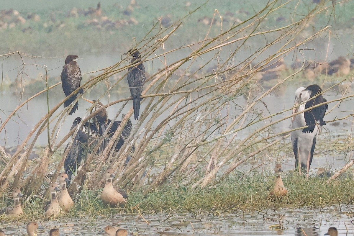 Doğu Yılanboyunu - ML647511804