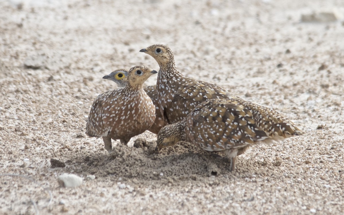 Ganga Goteada - ML647511817