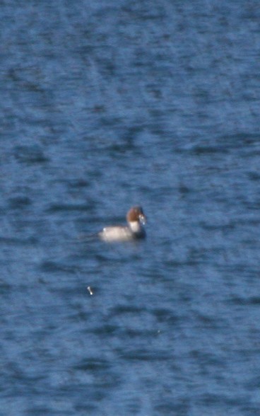 İzlanda Altıngözü - ML647511819