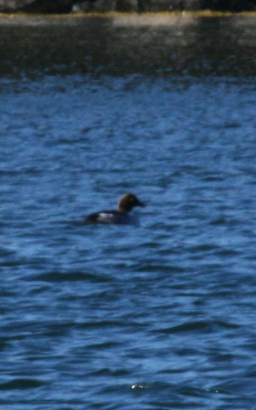 İzlanda Altıngözü - ML647511820