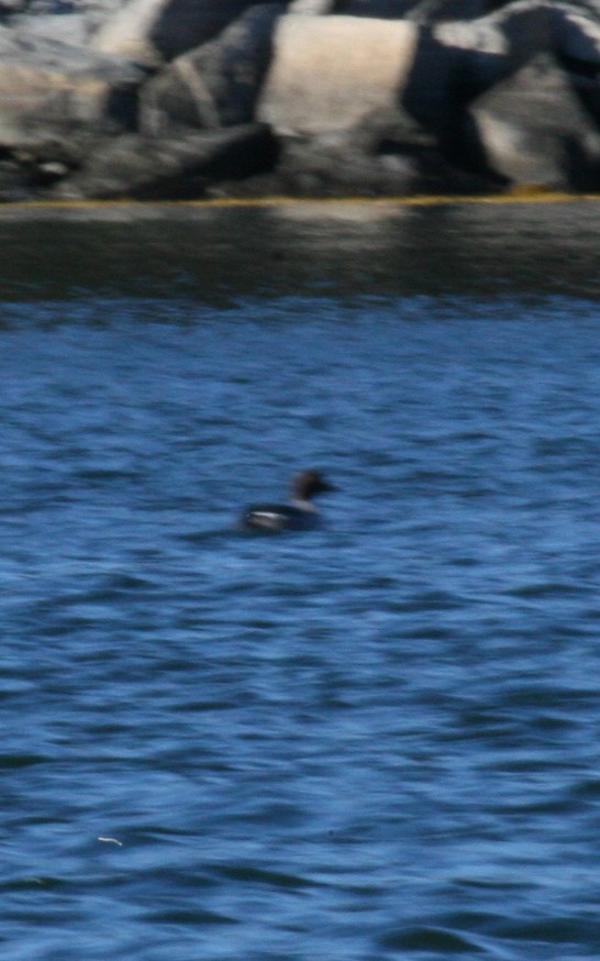 İzlanda Altıngözü - ML647511821