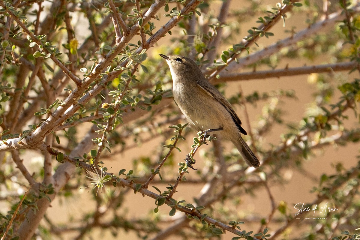 Plain Leaf Warbler - ML647511822