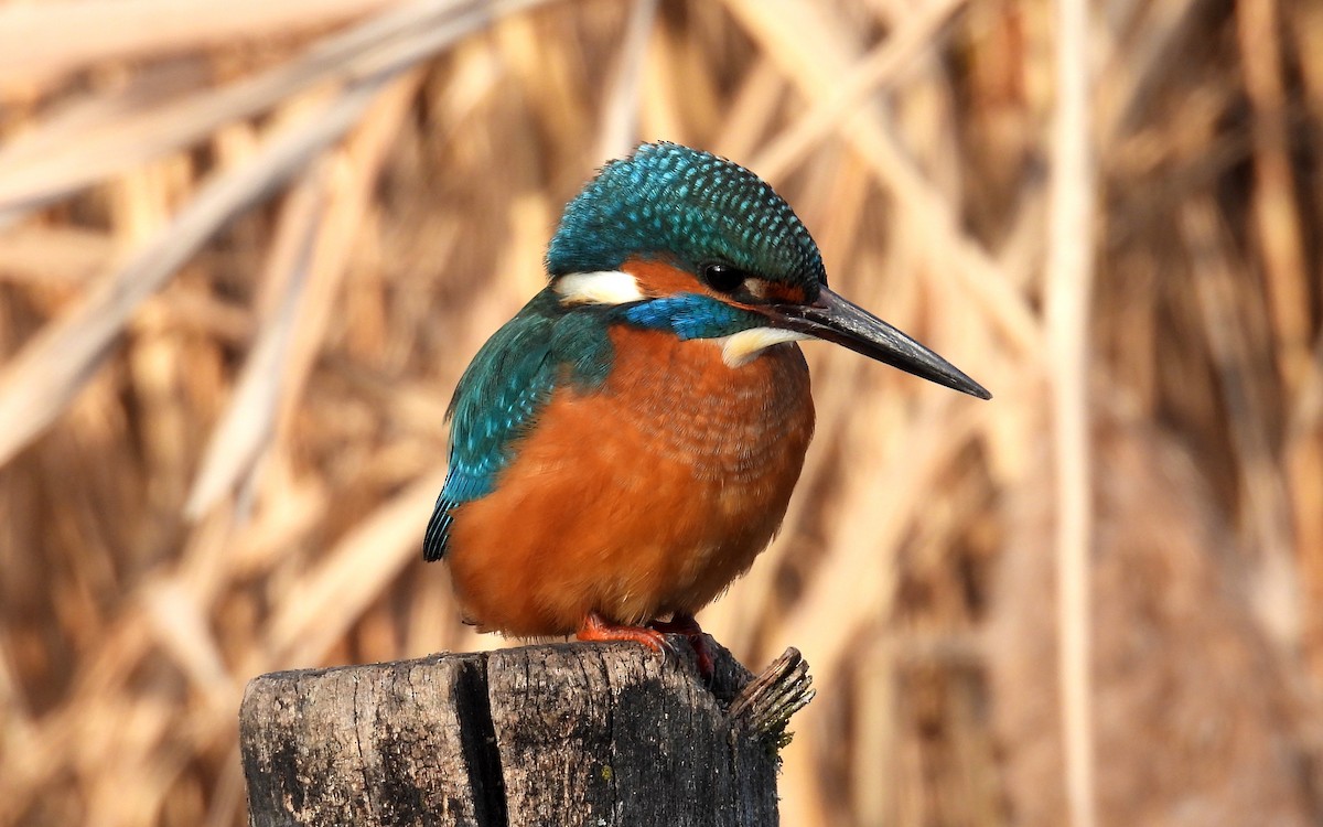 Common Kingfisher - ML647511836
