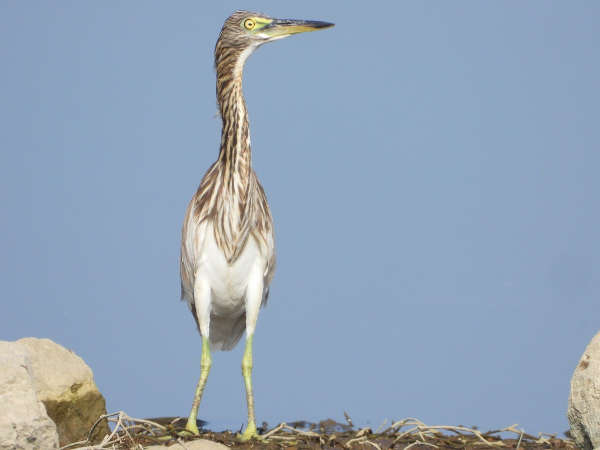 Indian Pond-Heron - ML647511842