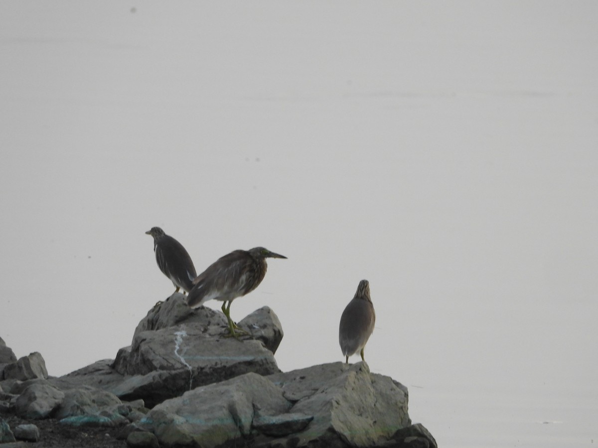 Indian Pond-Heron - ML647511843