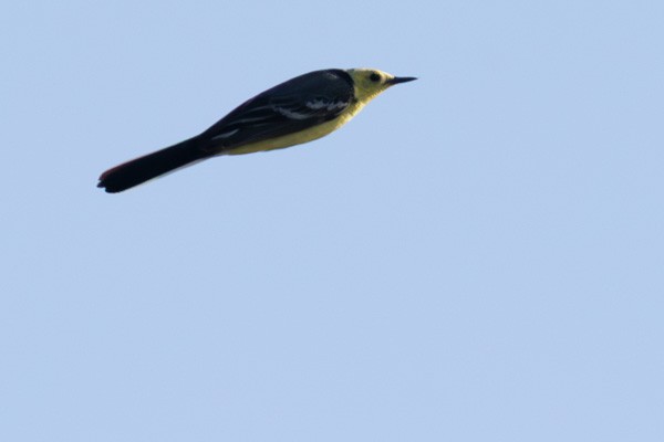 נחליאלי לימוני - ML647511844