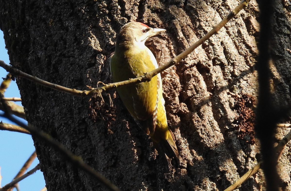 Pic cendré - ML647511887