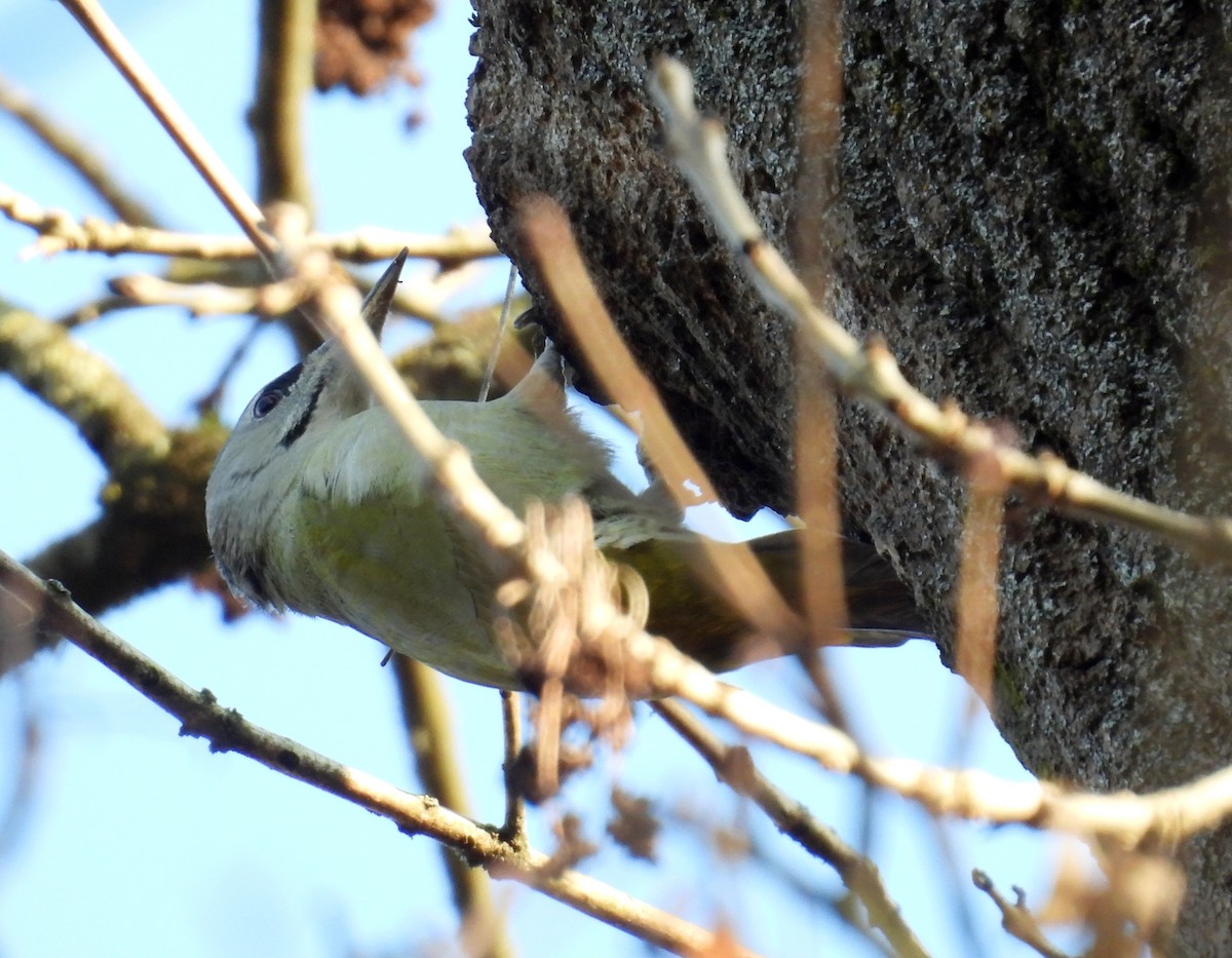 Pic cendré - ML647511888