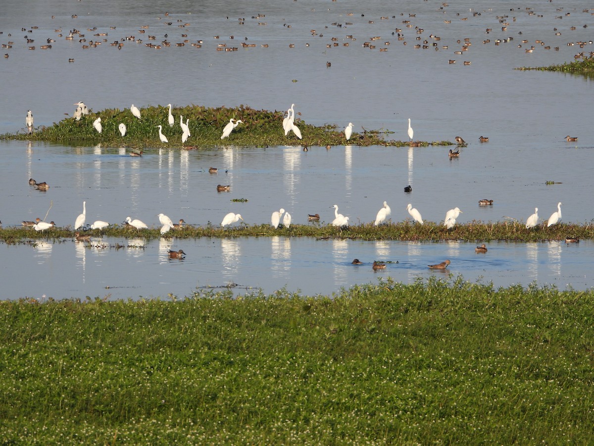 Little Egret - ML647511895