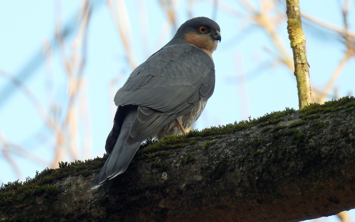 Eurasian Sparrowhawk - ML647511901
