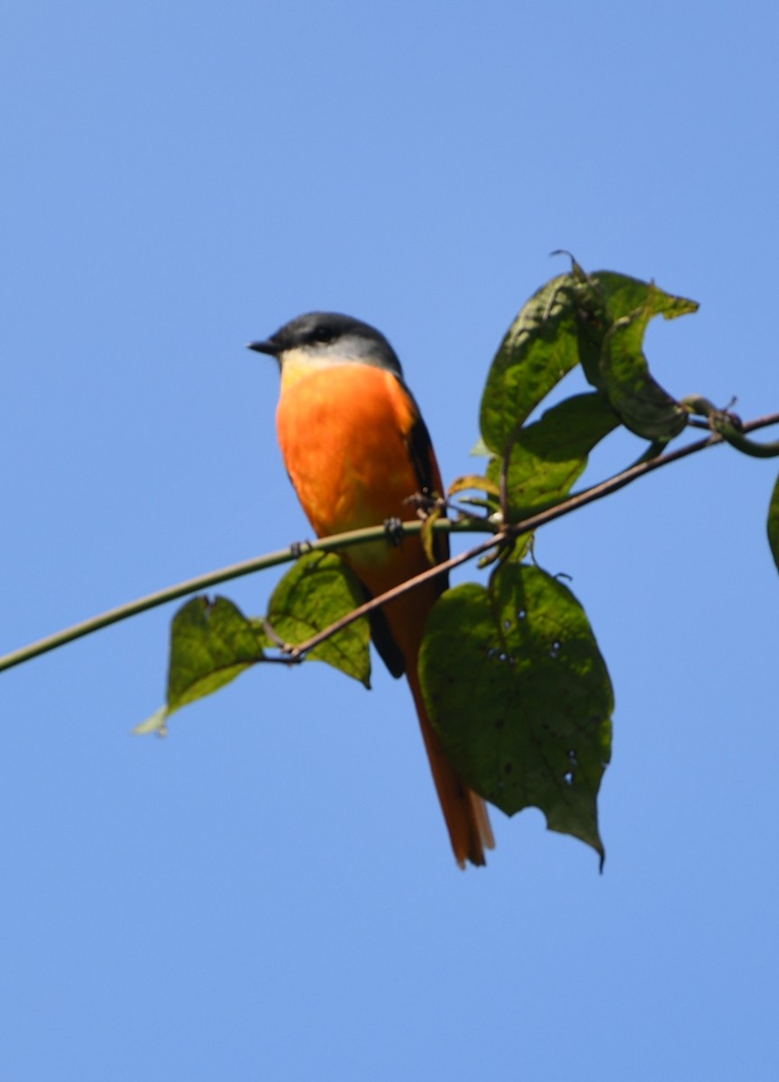 Личинкоїд сірощокий - ML647511905