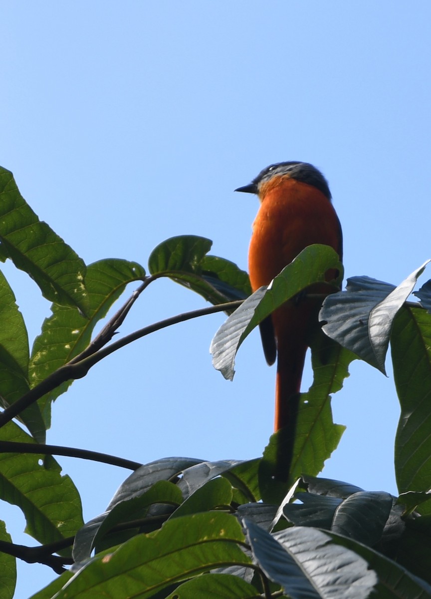 Личинкоїд сірощокий - ML647511906