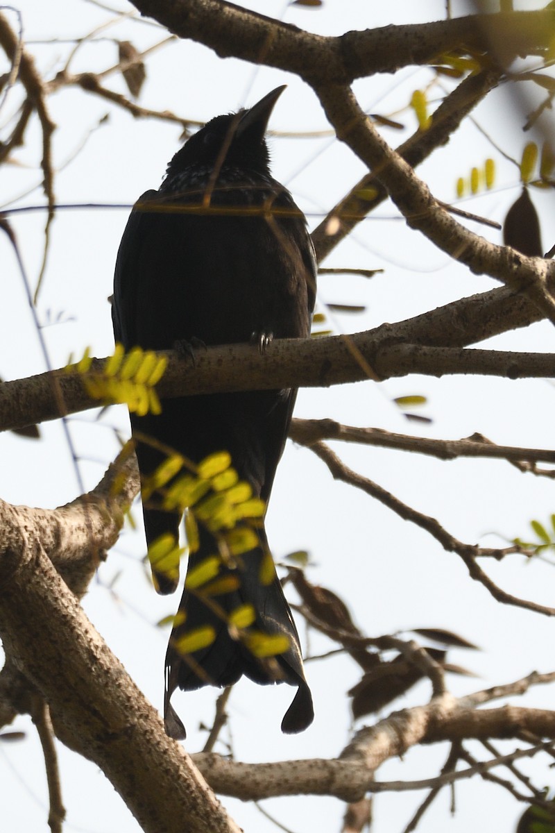 Hair-crested Drongo - ML647511917