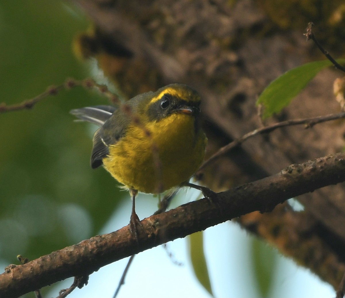 Yellow-bellied Fairy-Fantail - ML647511919