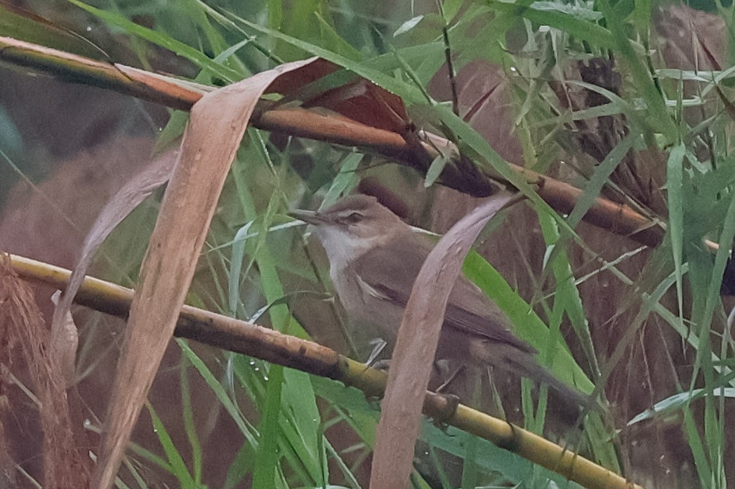 Clamorous Reed Warbler - ML647511923