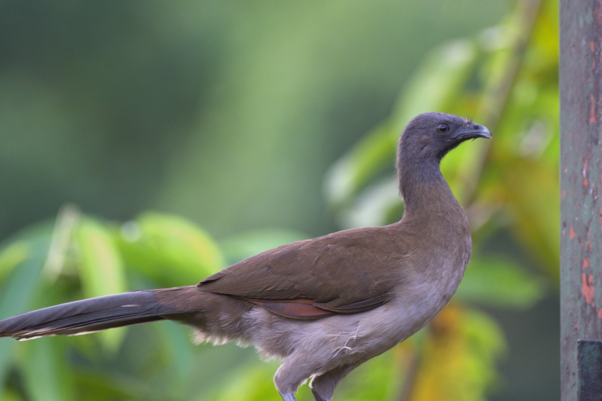 Gray-headed Chachalaca - ML647511969