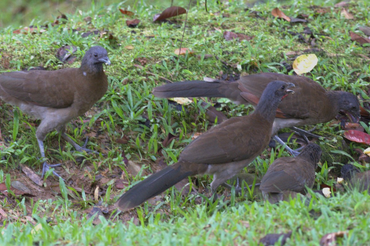 Gray-headed Chachalaca - ML647511970
