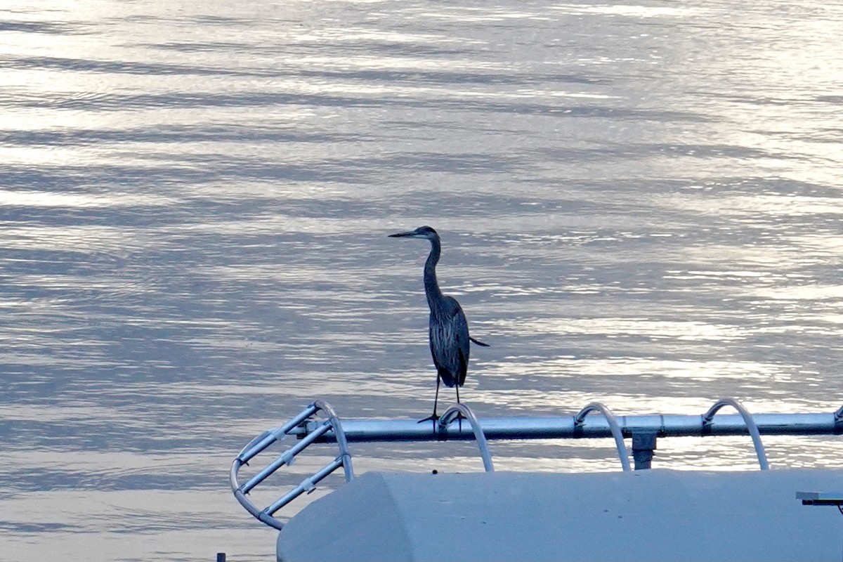 Great Blue Heron - ML647511980