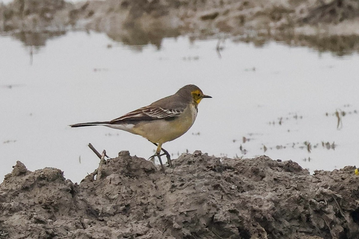 נחליאלי לימוני - ML647511983