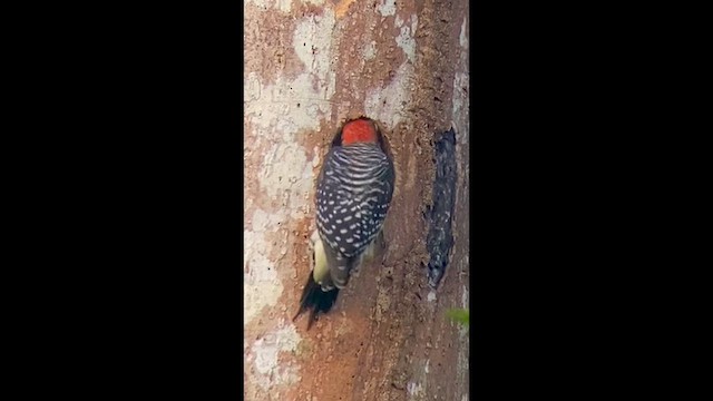 Black-cheeked Woodpecker - ML647511987