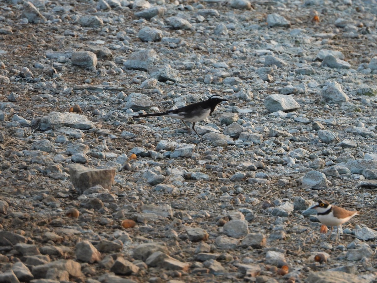 Weißbrauenstelze - ML647511997