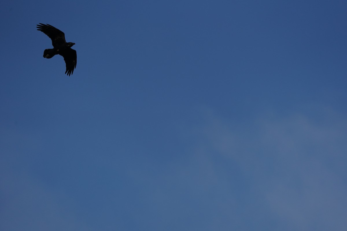 Common Raven - ML647512019