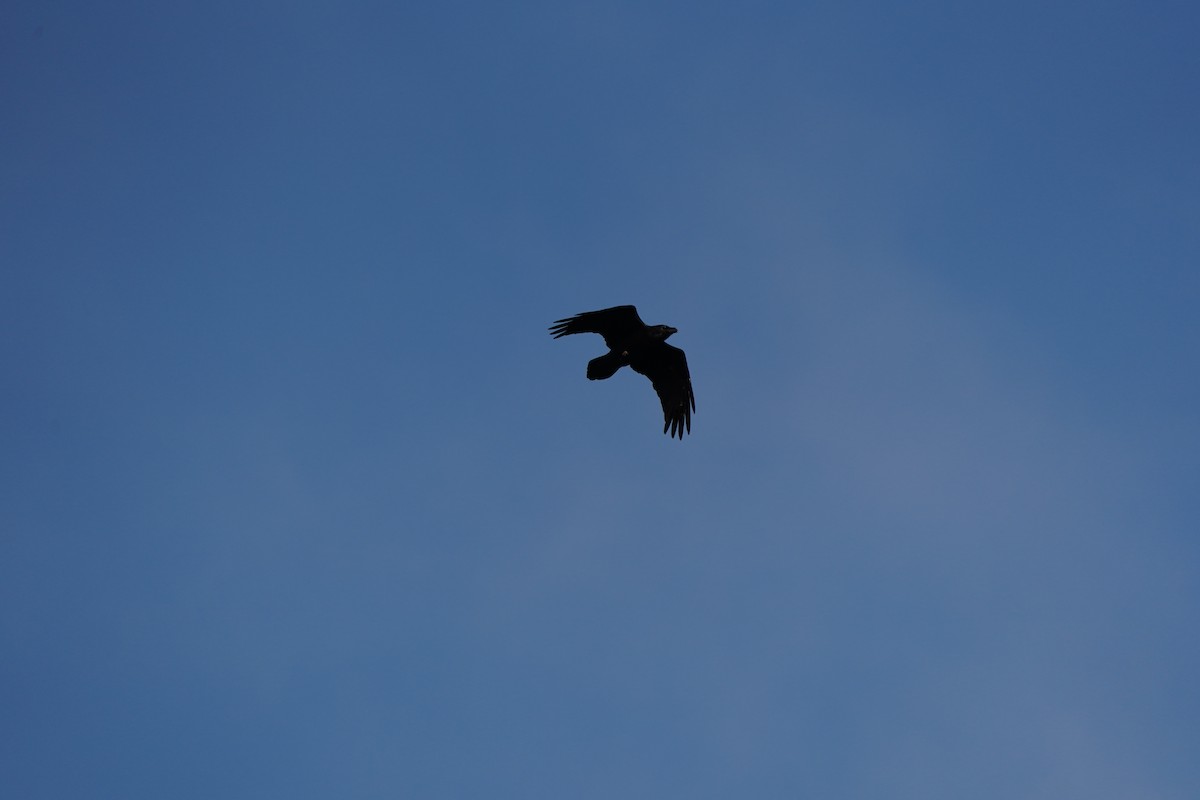 Common Raven - ML647512020