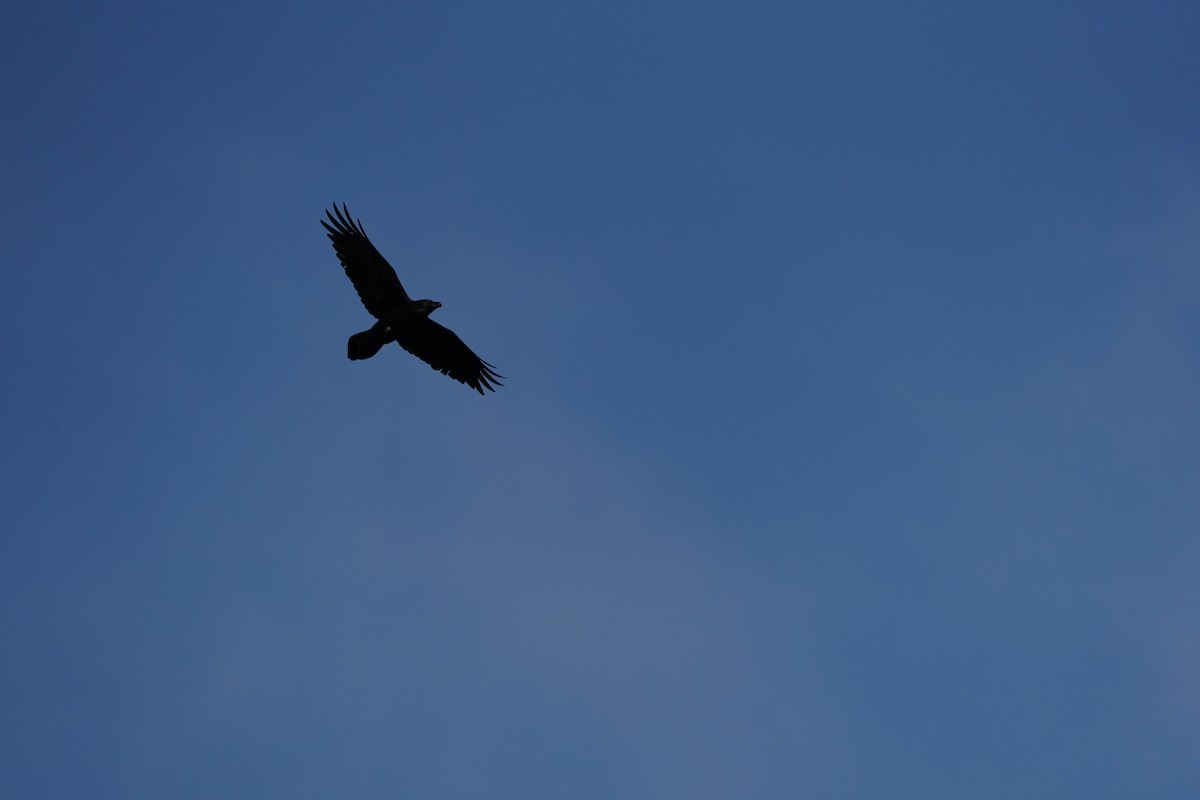 Common Raven - ML647512021