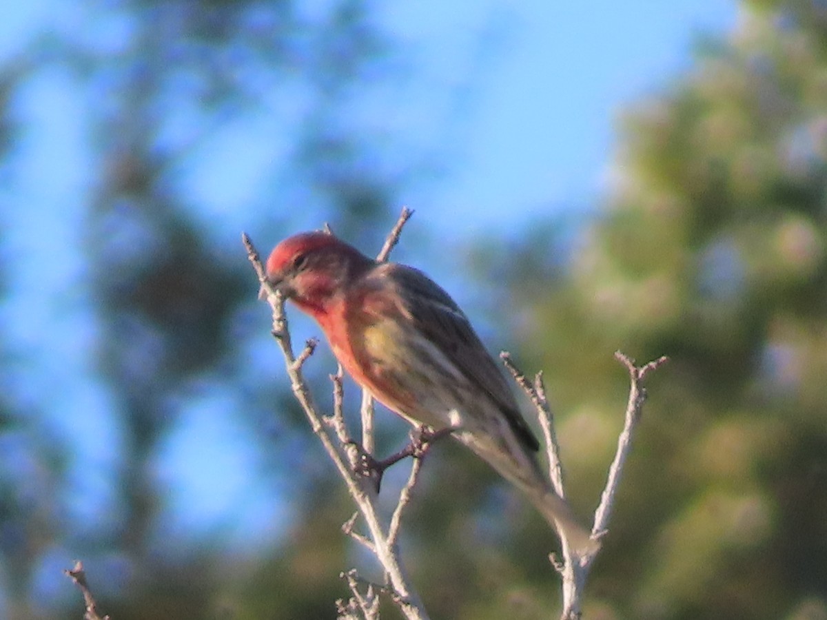 Roselin familier - ML647512078